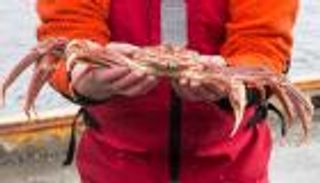 "سلطعون الجليد" في مصيدة التغير المناخي.. 219 مليون دولار خسائر