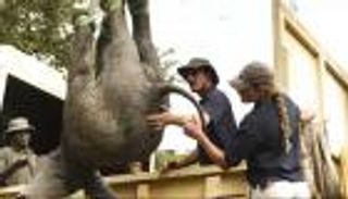 زيمبابوي تواجه التغير المناخي.. تحرك "نادر" لإنقاذ الحيوانات البرية