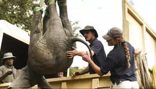 نقل الحيوانات في زيمبابوي