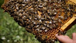 خلية نحل - أرشيفية