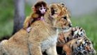 بينها القط المراوغ.. 7 حيوانات لم يشاهدها أحد من قبل (صور)