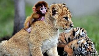 بعض الحيوانات تتمتع بقدرة مراوغة مذهلة- أرشيفية