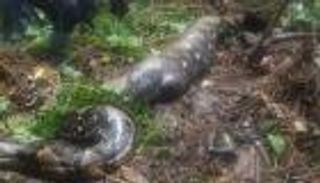 ثعبان يبتلع امرأة في إندونيسيا.. طوله 22 قدما (فيديو)