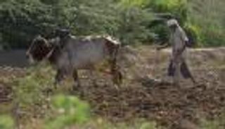 حرب حوثية على صغار المزارعين.. قيود على بيع "أعلاف الماشية" في اليمن