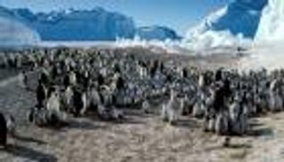 "الإمبراطور" في خطر.. التغير المناخي يهدد حياة أبرز أنواع البطاريق