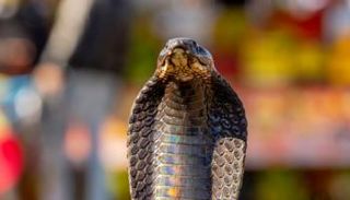 كوبرا الملك