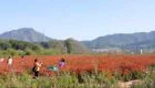 بحر الزهور.. تجربة صينية فريدة لتنشيط الأرياف