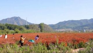 بحر من الزهور في الصين