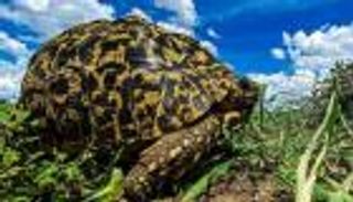 كويتي يفوز بالجائزة الشرفية في مسابقة للتصوير الفوتوغرافي بكينيا