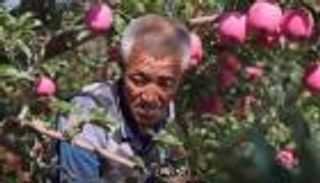 زراعة التفاح ترفع مستوى معيشة سكان مقاطعة شانشي الصينية