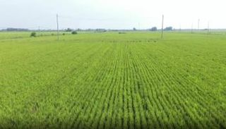  الصين تشهد حصادا وفيرا في الأرز رغم ارتفاع درجة الحرارة