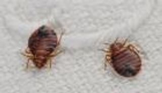 عمرها 100 مليون عام.. أحفورة جديدة تكشف مفاجأة عن "بق الفراش"