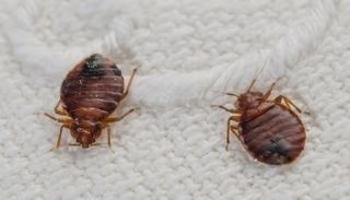 بق الفراش- أرشيفية