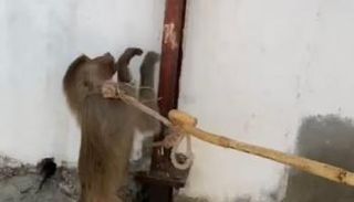 قرد يهاجم مُسنا في السعودية