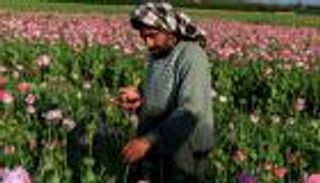 ارتفاع أسعار الحشيش والأفيون ينعش خزانة هذه الدولة.. تقرير أممي خطير