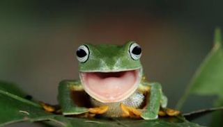 ضفدع - أرشيفية