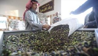 رحلة الزيتون الأردني للأسواق الصينية- أرشيفية