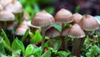 الفطر المهلوس.. جدل حول علاج الاكتئاب بالسيلوسيبين