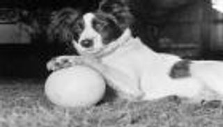 إنجليزي واحتفل باللقب.. من هو كلب المونديال؟