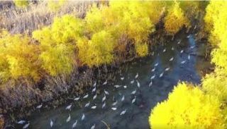 الأراضي الرطبة - أرشيفية