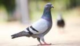 مرض قاتل يحول الحمام إلى زومبي.. هل يصيب البشر؟