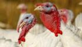 التضخم يهدد "الديك الرومي".. فاتورة مقلقة للأمريكان في العطلة الكبيرة