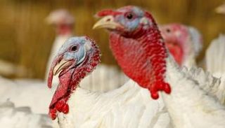 ديك رومي - رويترز