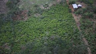 نظر جوي لمزارع الكوكا في توماكو بكولومبيا 