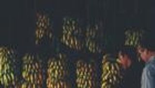 تحسين سلسلة التبريد.. أولوية عالمية "حيوية" للمناخ ومكافحة الجوع