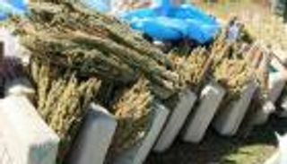 الأمن المغربي يحبط تهريب 160 كيلوجراما من المخدرات