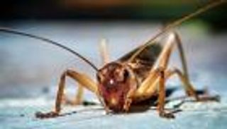 فائدة مدهشة لصوت الصرصار "قد تنفعك يومياً"