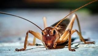 صرصور الليل -أرشيفية