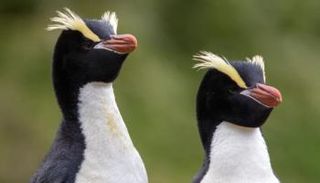 البطاريق المنتصبة - أرشيفية