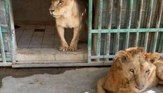 جانب من الأسود المضبوطة