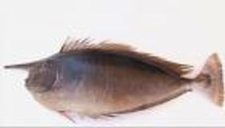 رصد نوع جديد من الأسماك في المياه العُمانية