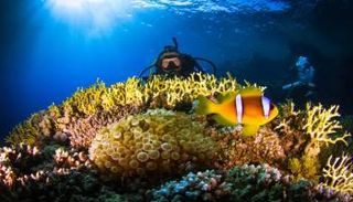 أجمل محميات البحر الأحمر.. 6 مواقع غوص رائعة