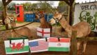 خليفة الأخطبوط بول.. عراف "حيواني" يصدم إنجلترا قبل مونديال 2022