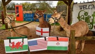 اللاما ألفي