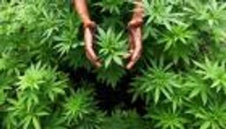 بـ125 مليون يورو.. ضبط أكبر كمية من الماريجوانا في إسبانيا