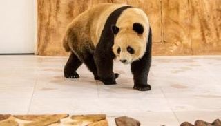 الباندا سهيل وتوقعات كأس العالم 2022