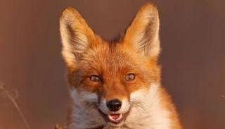 القط الثعلب- أرشيفية