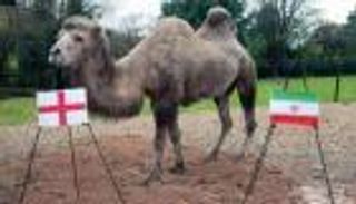 للمباراة الثانية في كأس العالم.. الناقة "كاميلا" لا تخطئ الفائز والمهزوم