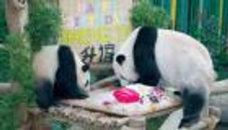 لأول مرة! الباندا العملاقة مع جمهور الشرق الأوسط  