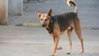 بسبب كلب.. إصابة 5 في مشاجرة بالأسلحة النارية والبيضاء بمصر