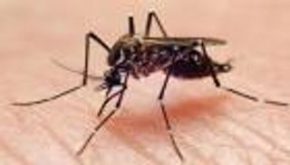 حمى الضنك تتفشى بالسودان.. 26 وفاة و462 إصابة مؤكدة و3439 حالة اشتباه