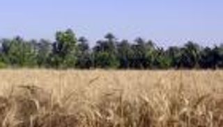 مصر تطرح القمح في البورصة السلعية الأحد.. ماذا يعني؟