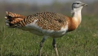 طائر الحبارى