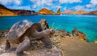 يتغير المناخ سريعا بشكل لن تستطيع الزواحف التأقلم معه