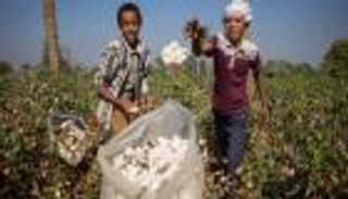 سعر قنطار القطن في مصر.. المزادات تترقب أسواق العالم