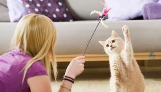 قطة ومالكتها - أرشيفية